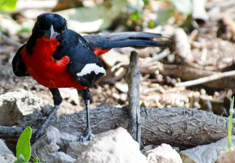 Crimson-Breasted Shrike - parque nacional de Etosha - Namibia.jpg